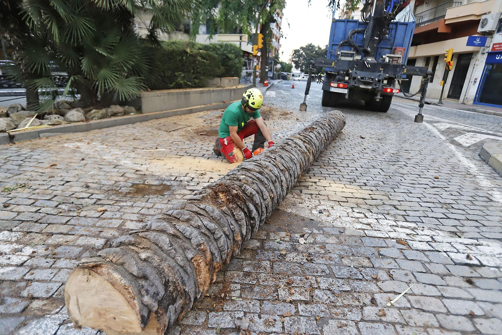 Imágenes de la tala de la emblemática Palmera de Huelva