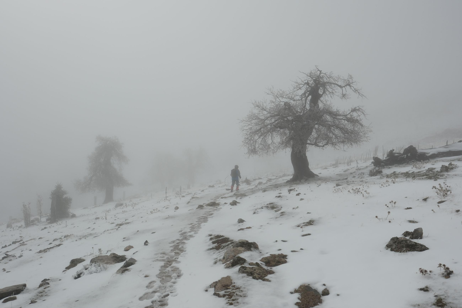 Estampa invernal en al Parque Nacional Sierra de las Nieves, en imágenes