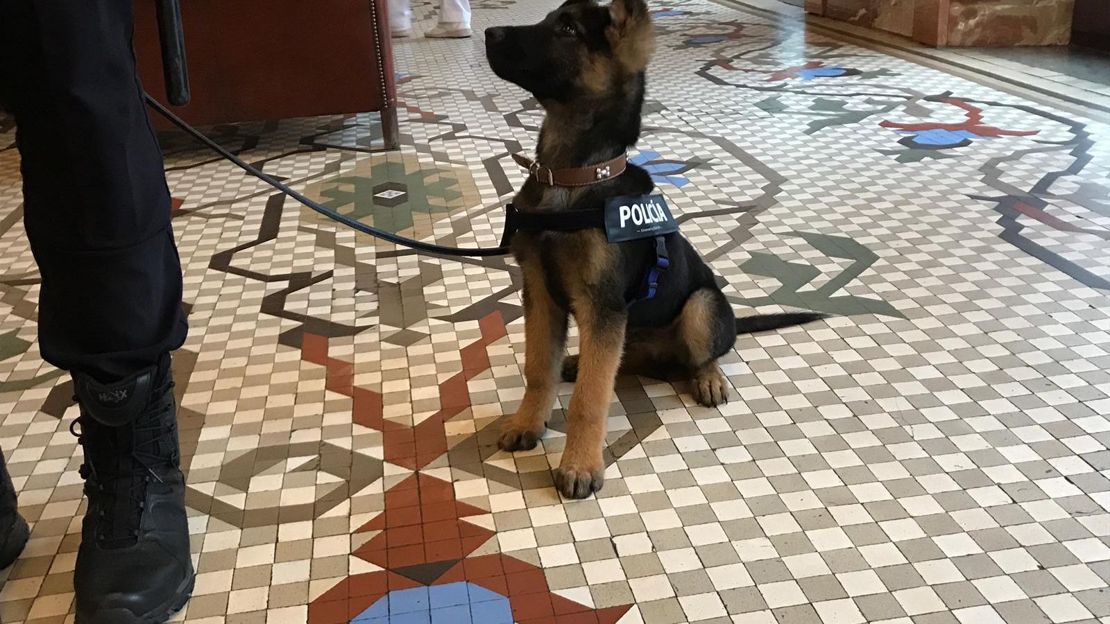 El perro ya lleva su correa de Policía Local.