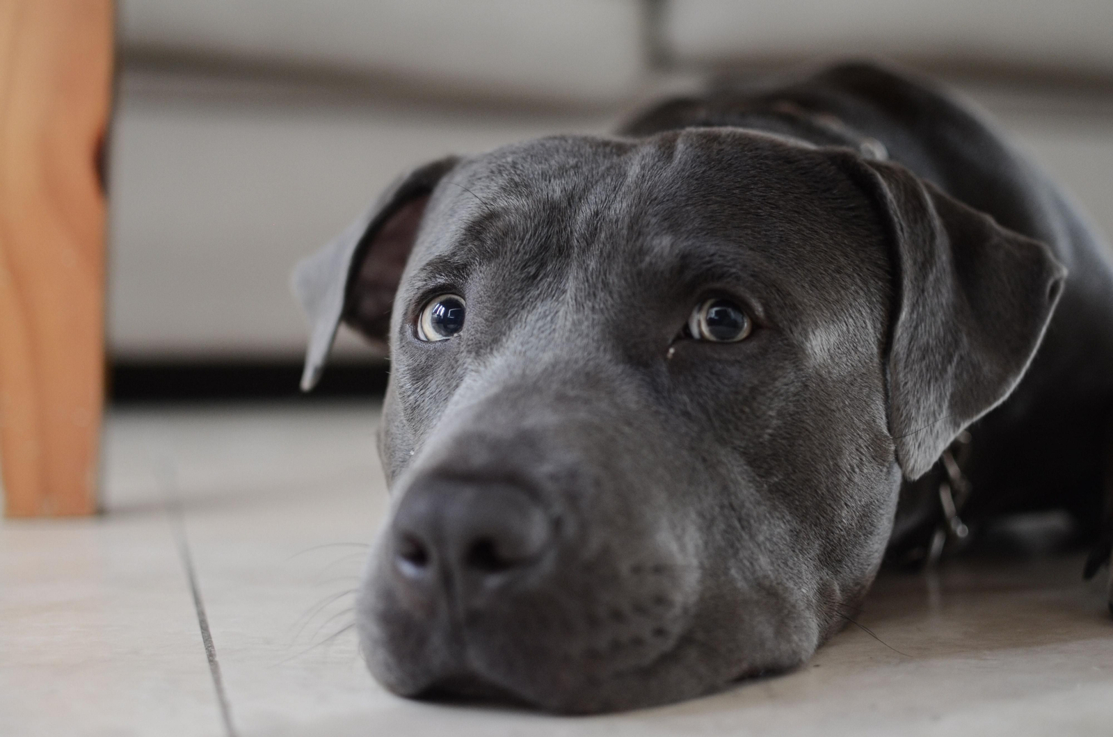 Enfermedad de Addison: la enfermedad silenciosa de los perros difícil de prevenir Enfermedad de Addison: la enfermedad silenciosa de los perros difícil de prevenir
