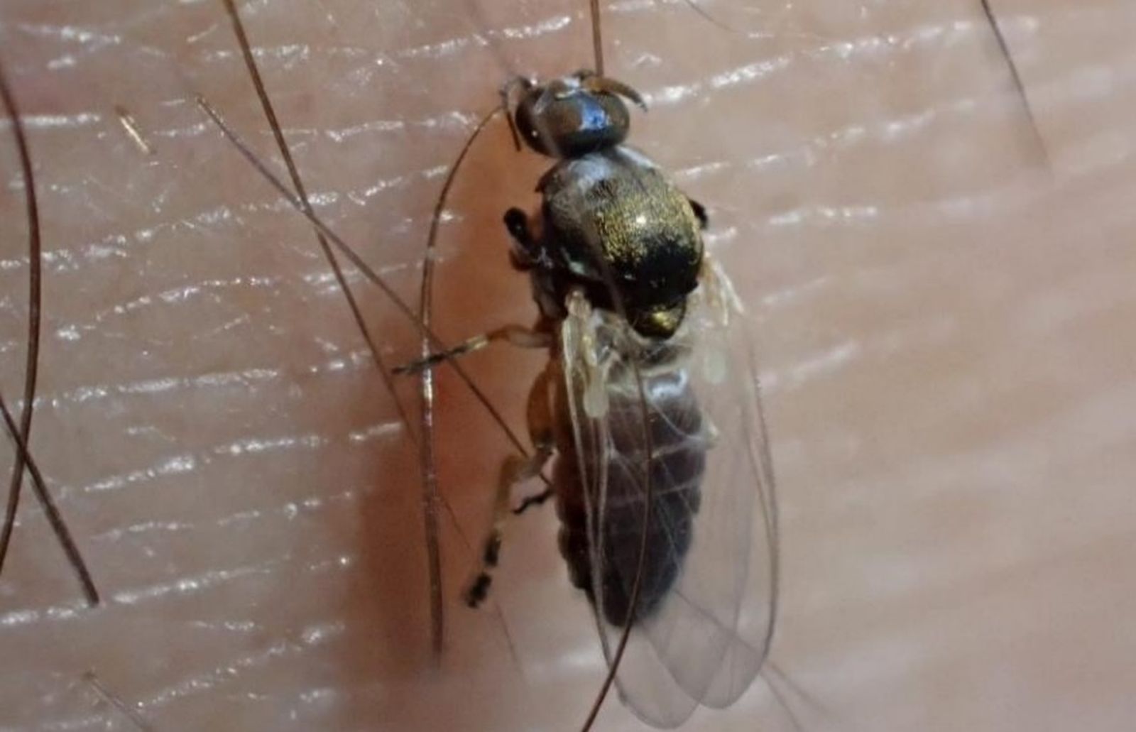 Científicos identifican en Tabernas una especie nueva de mosca negra en Europa