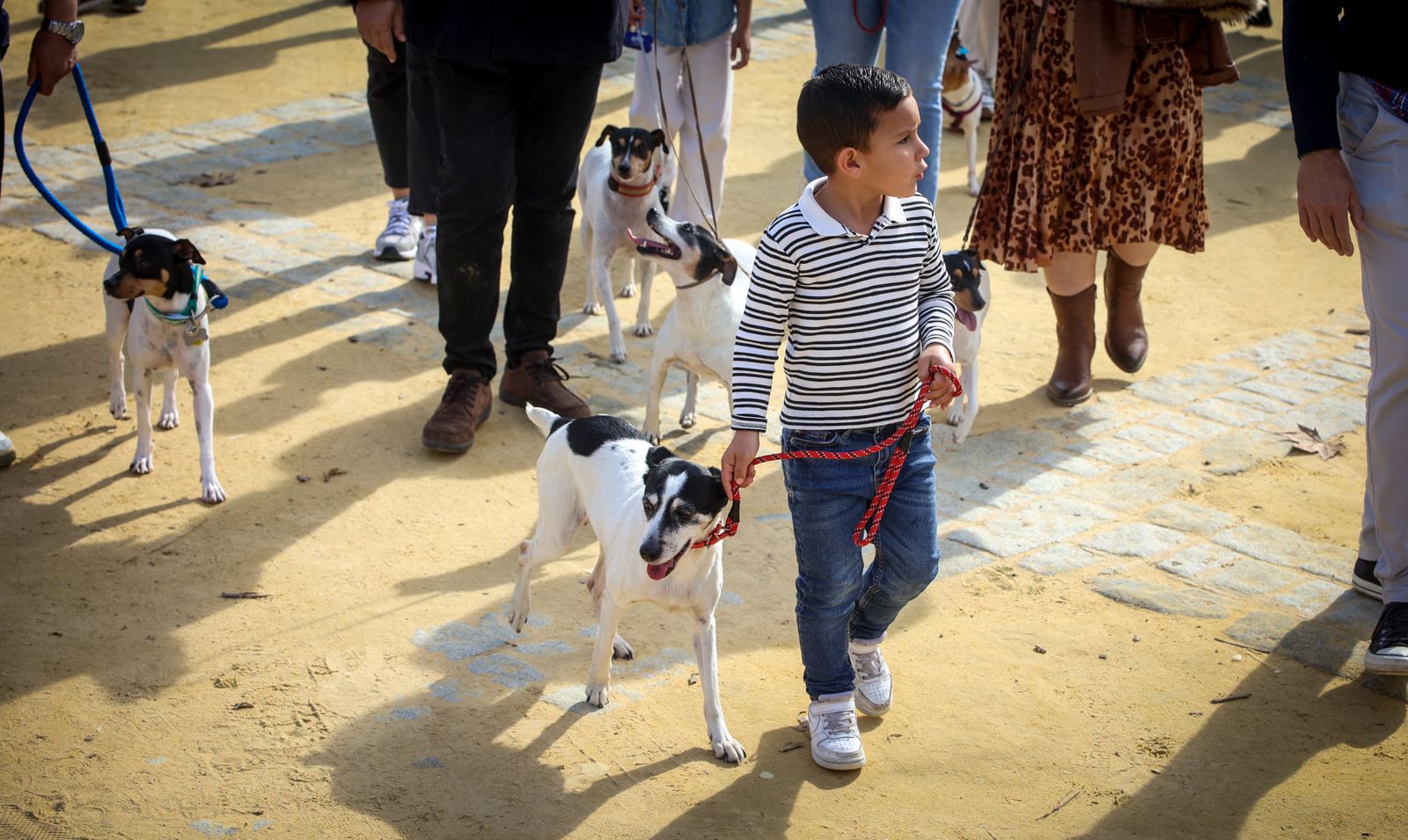 Fiesta de san Antón 2024 en Jerez