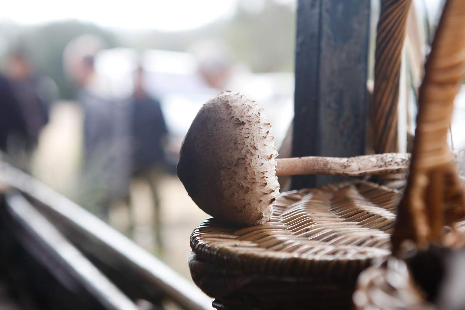 Las fotos de las XII Jornadas Micológicas del Estrecho en Los Barrios