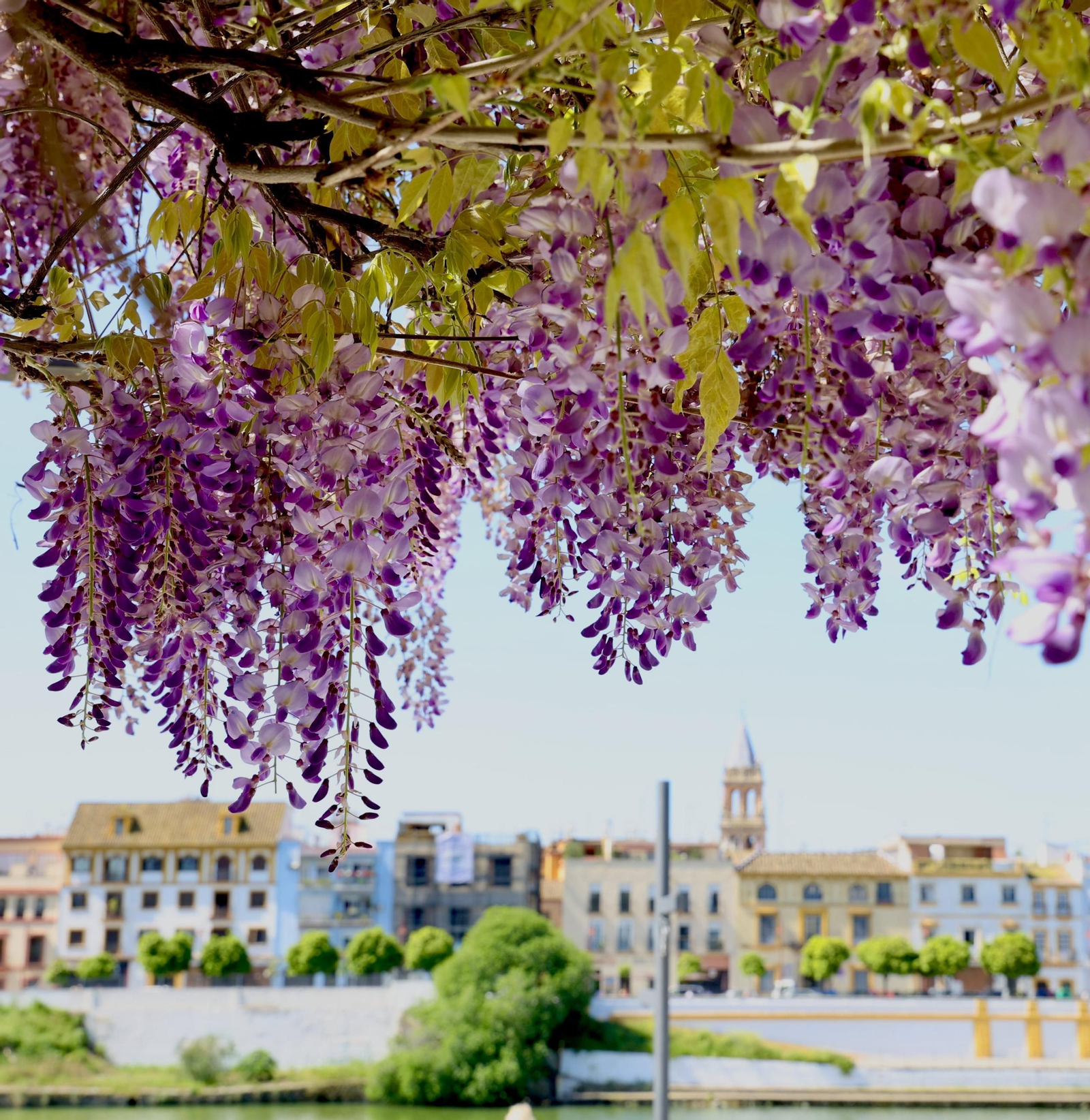La belleza de las glicinias del Paseo de Cristóbal Colón