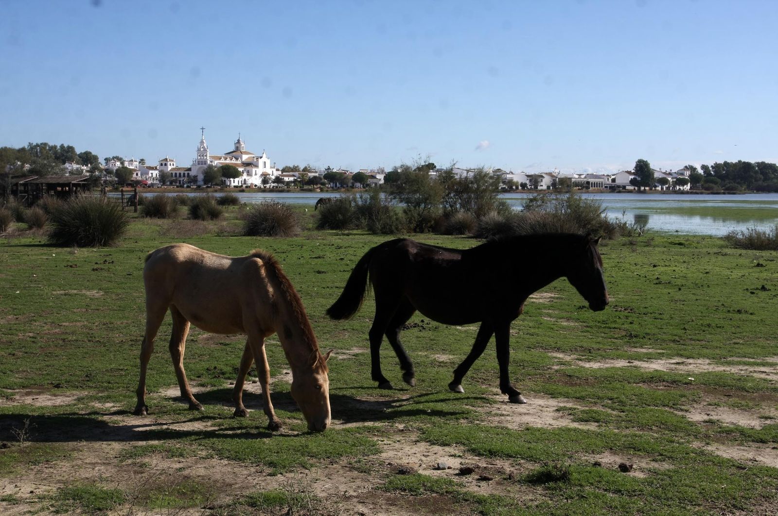 Imágenes de la marisma de El Rocío y de la laguna de El Portil tras las últimas lluvias