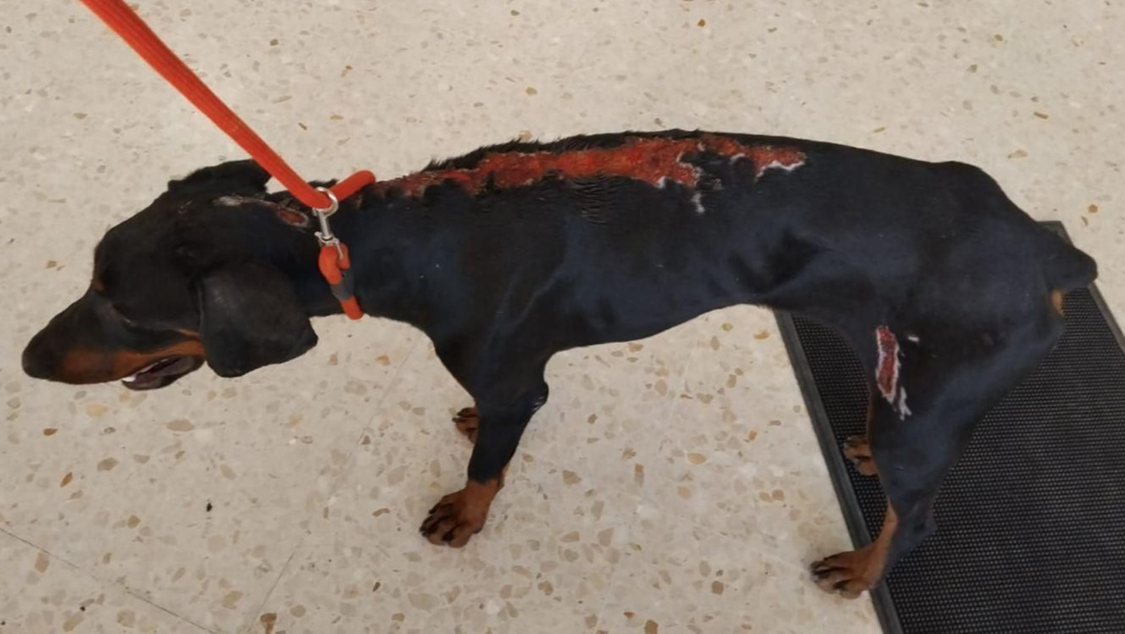Perra rescatada en El Zabal en estado crítico, con heridas que reflejan un nivel de crueldad extrema.