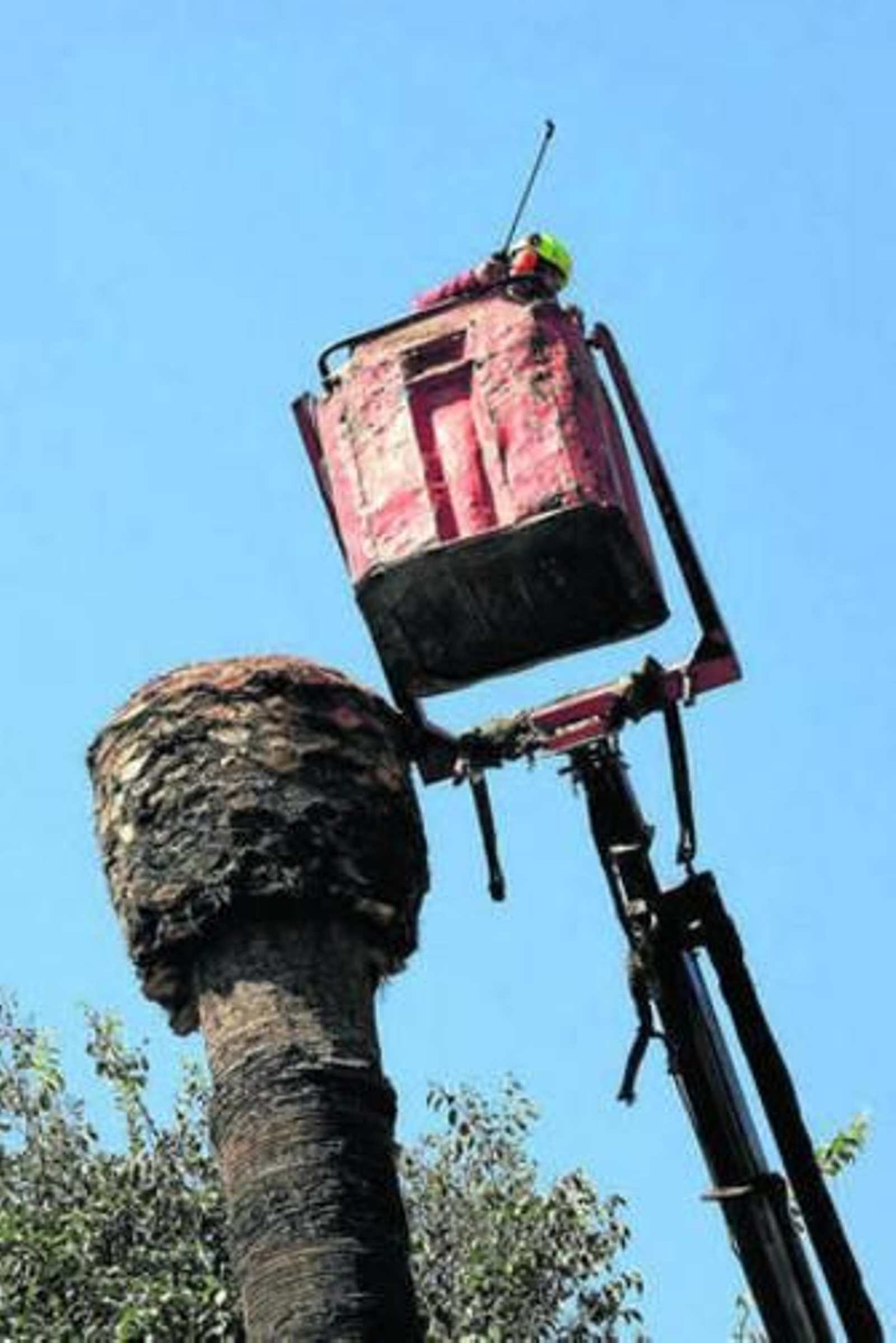 Un operario cortó ayer la copa de una palmera del Parque. Un operario cortó ayer la copa de una palmera del Parque.