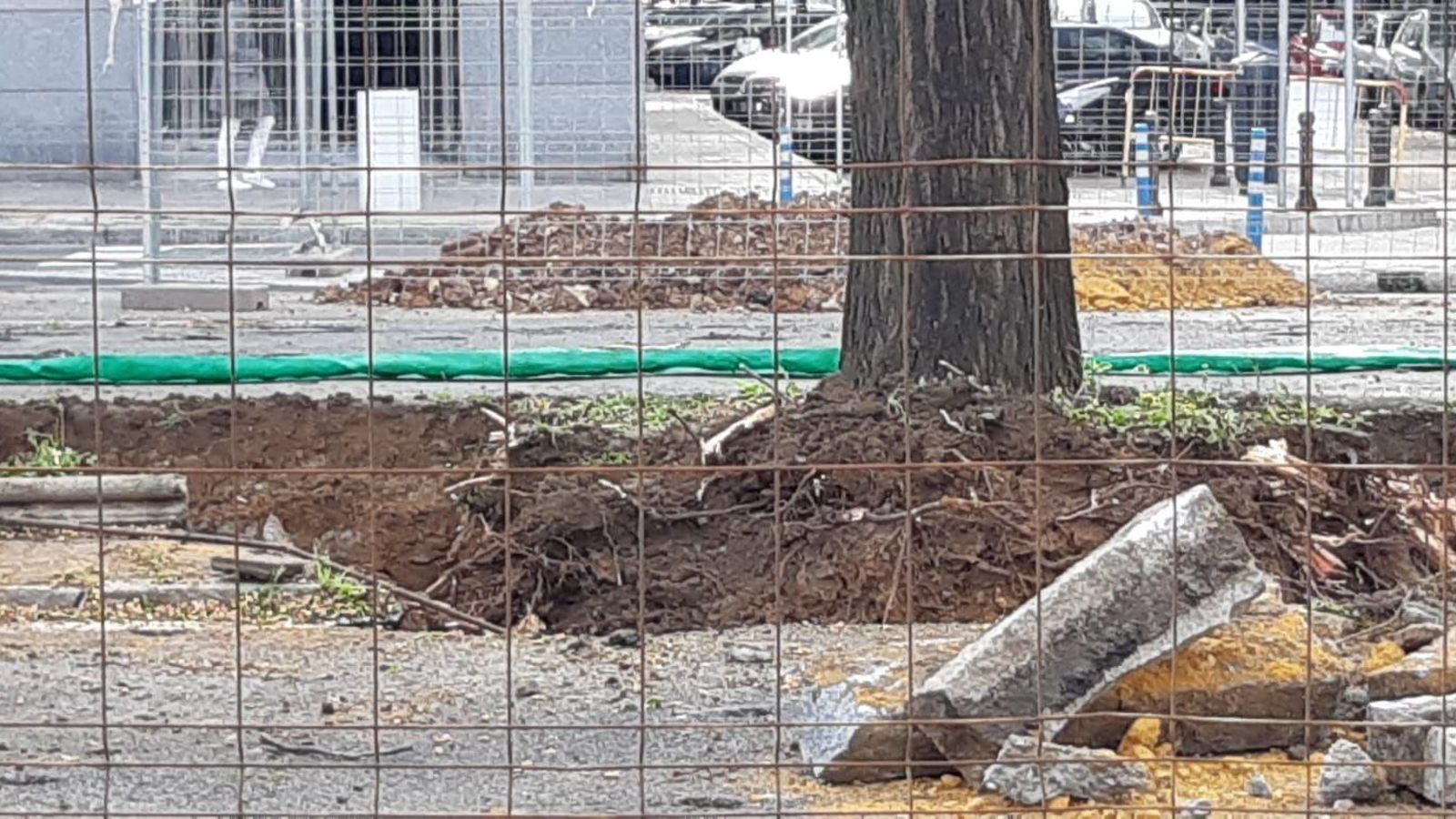 Primer plano de un árbol melia de la mediana en Nervión.