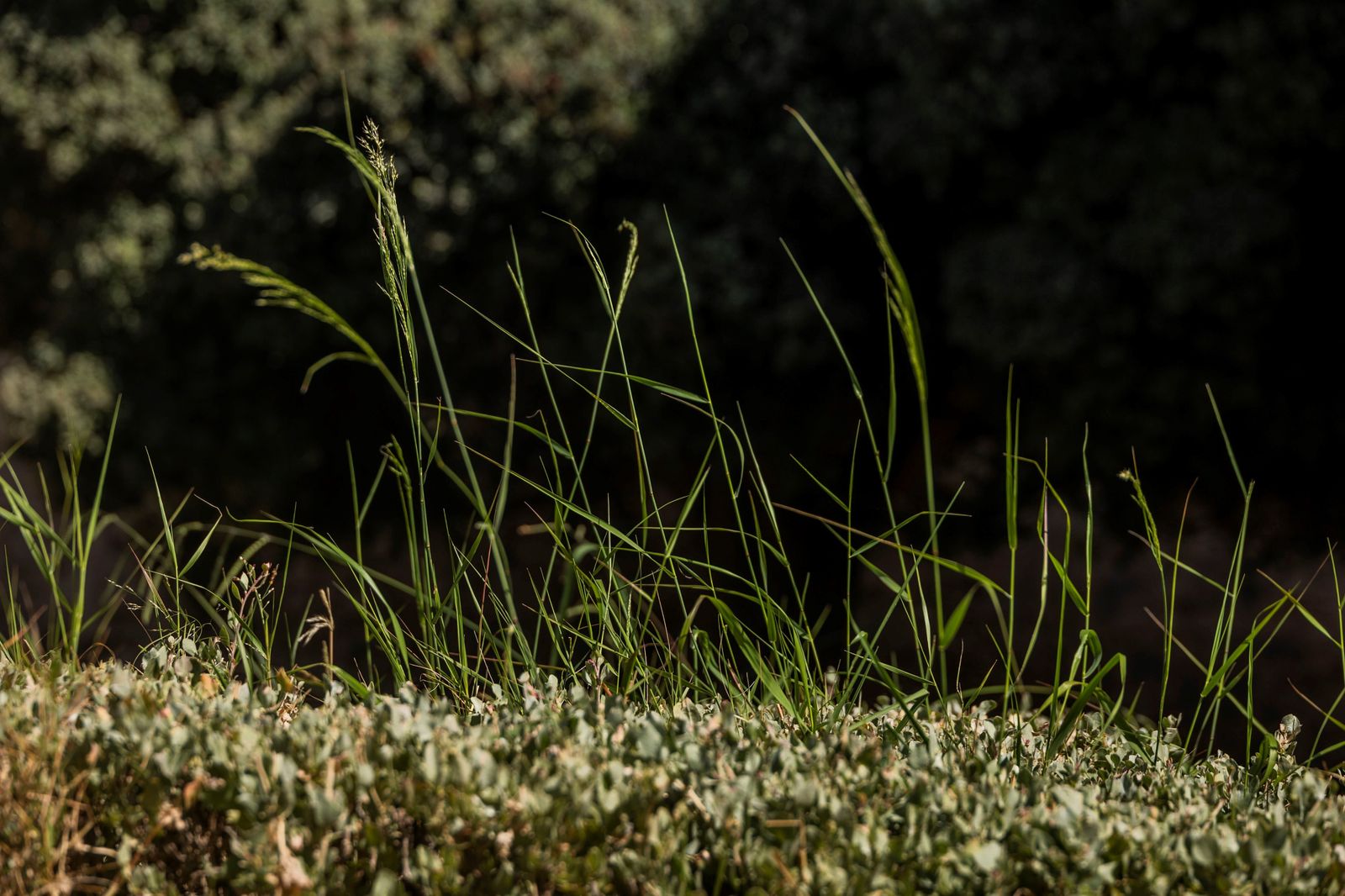 El estado de los jardines de la muralla de Cádiz