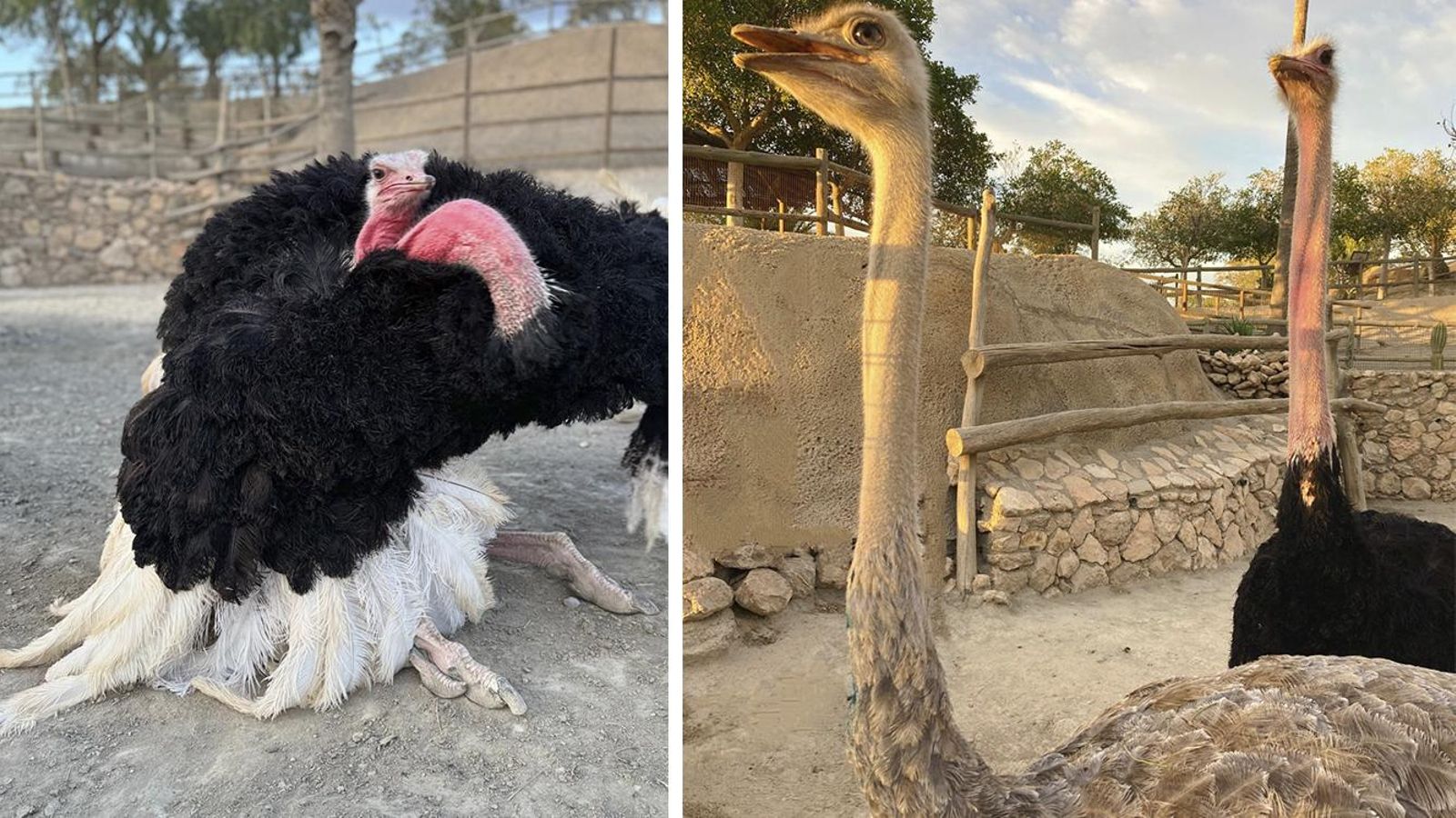 Avestruces de cuello rojo en el MiniHollywood.