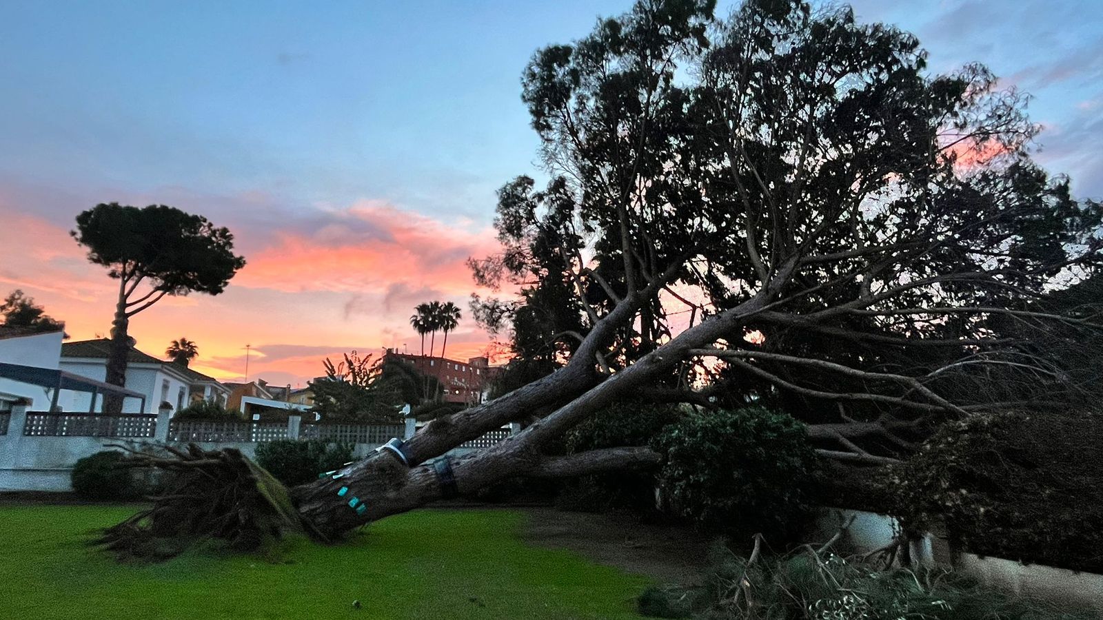 El pino caído en la Colonia San Miguel.