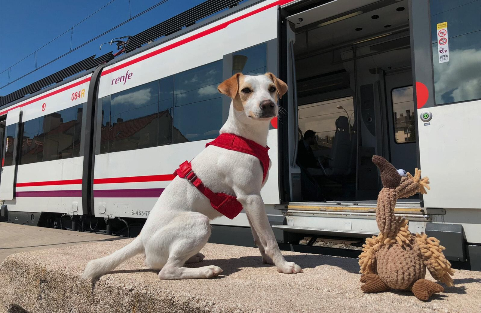 Piden a RENFE que permita viajar a animales de más de 10 kilos