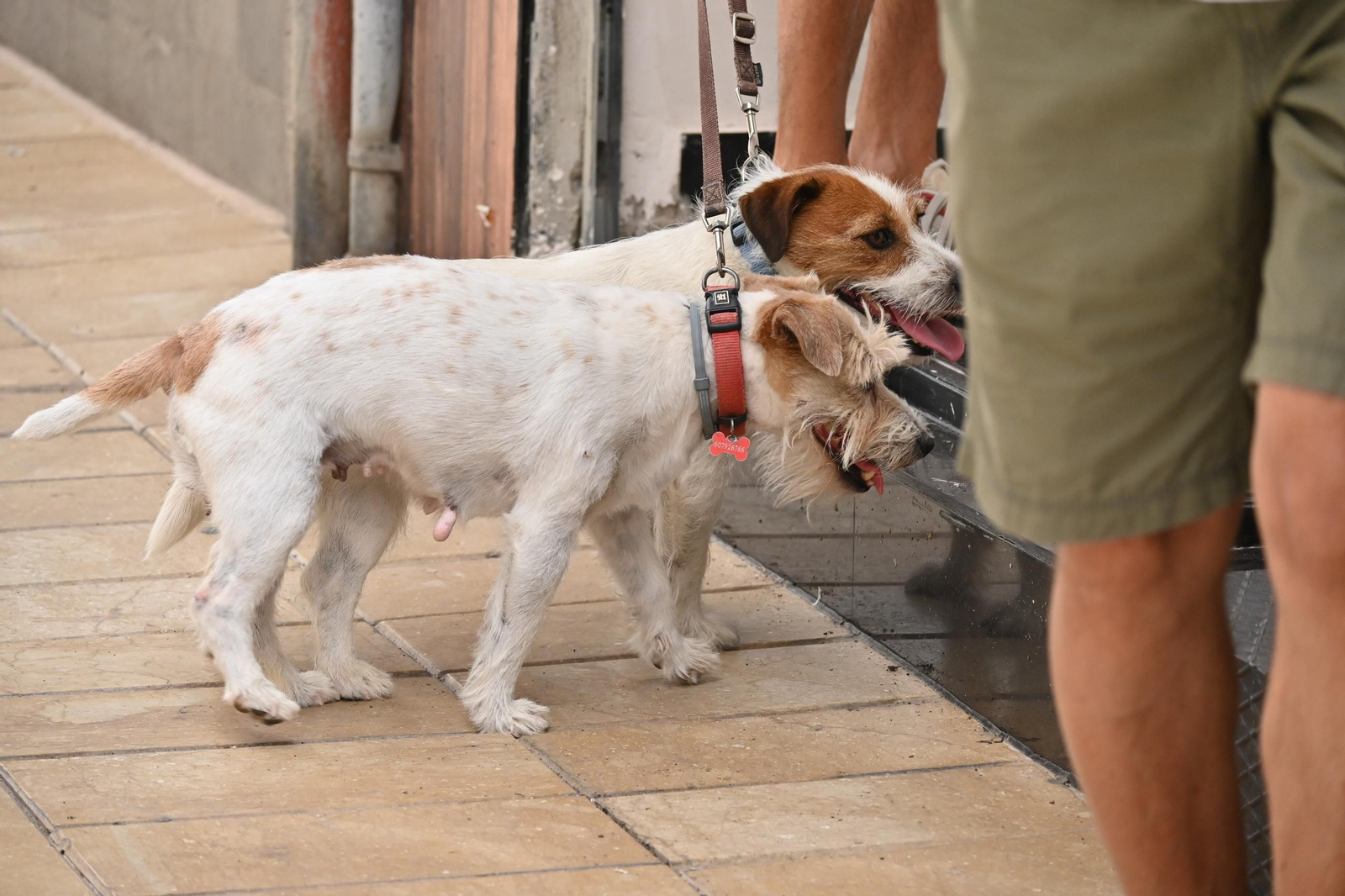 Imágenes del lunes 7 de agosto en Huelva
