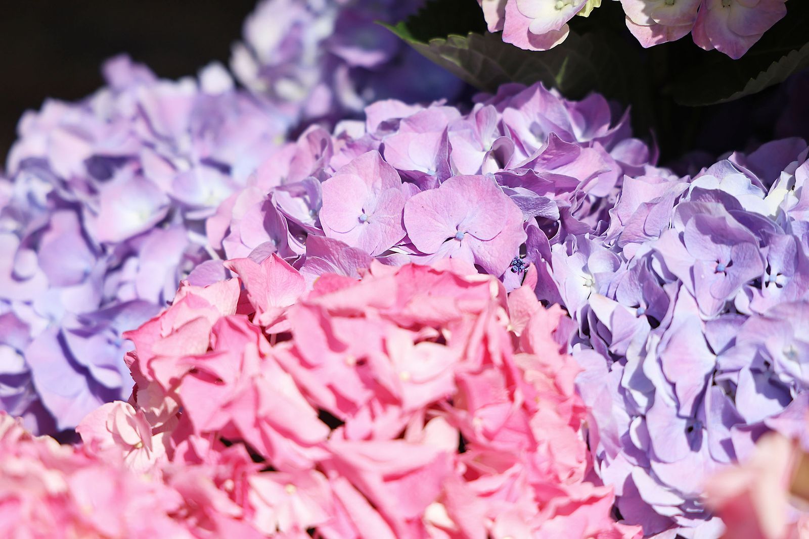 Imágenes del mercado floral ubicado en la Plaza de las Monjas de Huelva