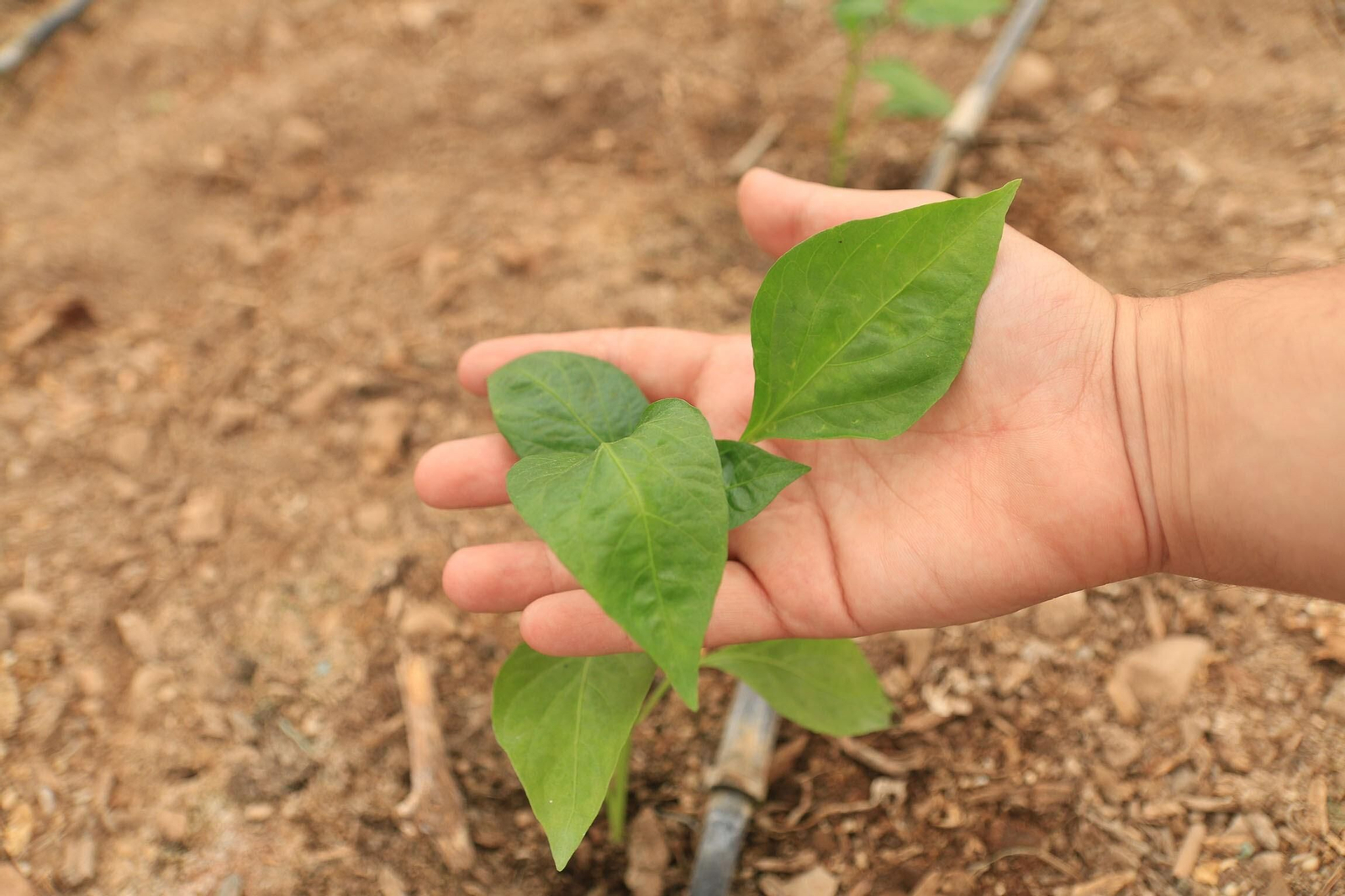 Vea los famosos pimientos tempranos de los campos de Dalías