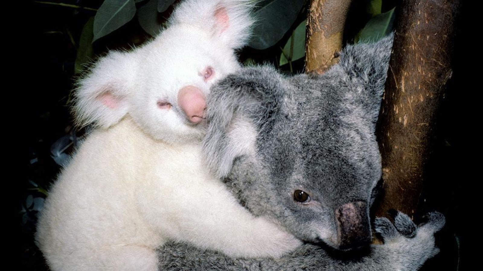 koala albino