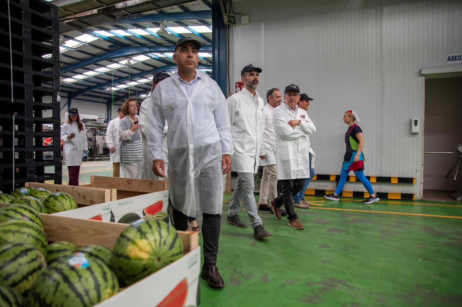 Vea cómo es el trabajo con las fantásticas sandías Premium en Grupo Caparrós