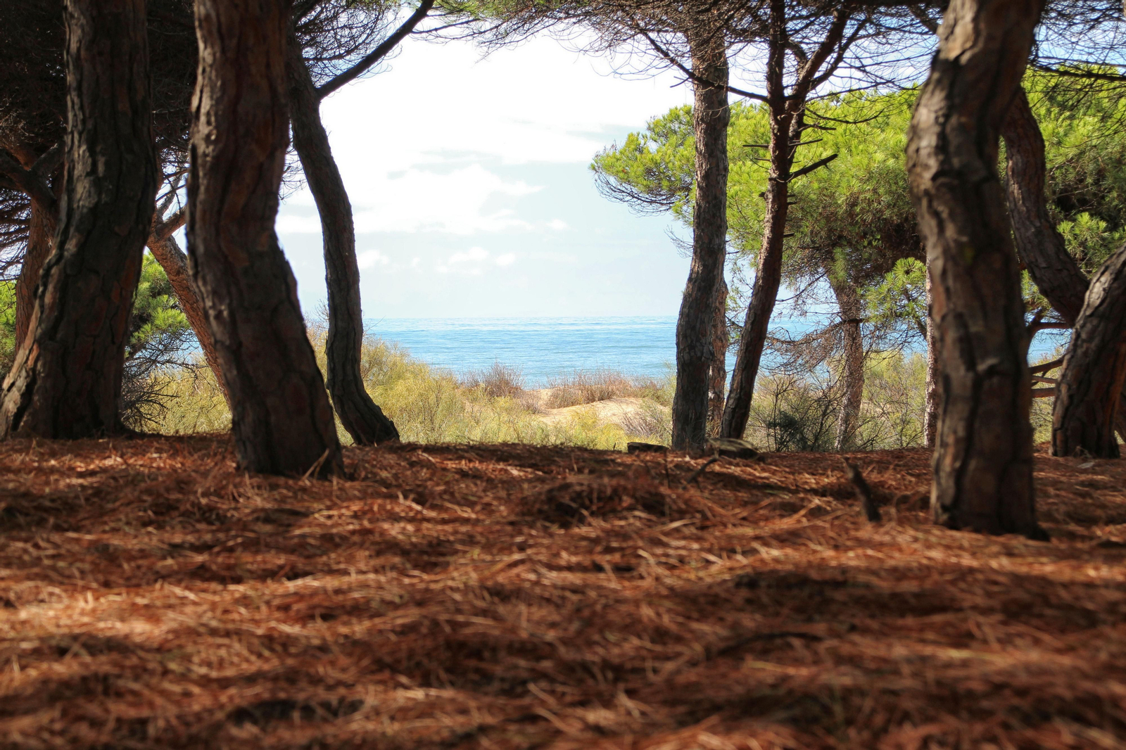 ‘Islantilla en ruta’, senderismo en la naturaleza