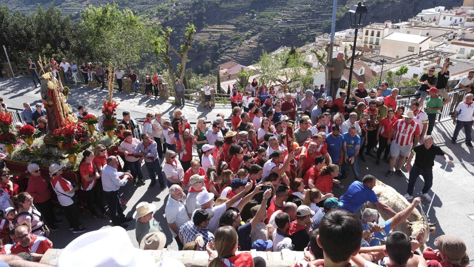 Un astado realiza la reverencia al santo.