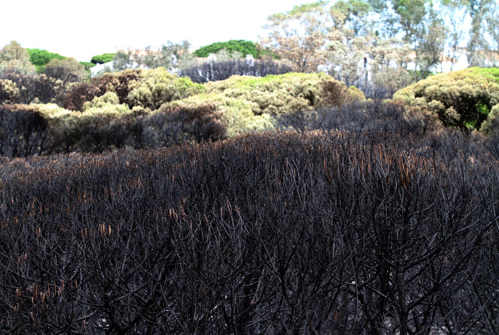 Imágenes de las consecuencias del incendio de Moguer