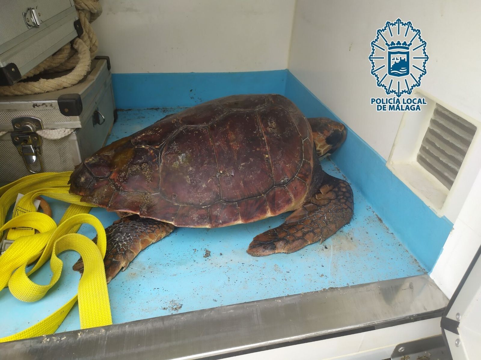 La tortuga boba recuperada por la Policía Local