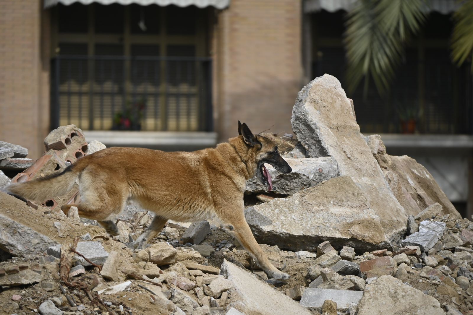 Simulacro de rescate de la Unidad Canina, en la Plaza de la Merced