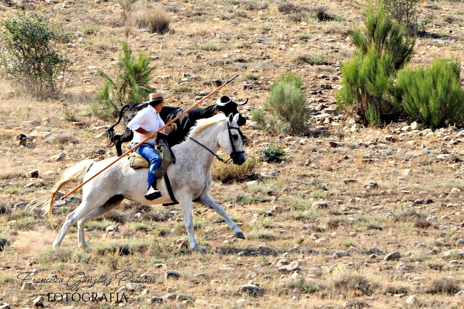 Saltos y fintas de vértigo en los encierros de Santiago de la Espada, en imágenes