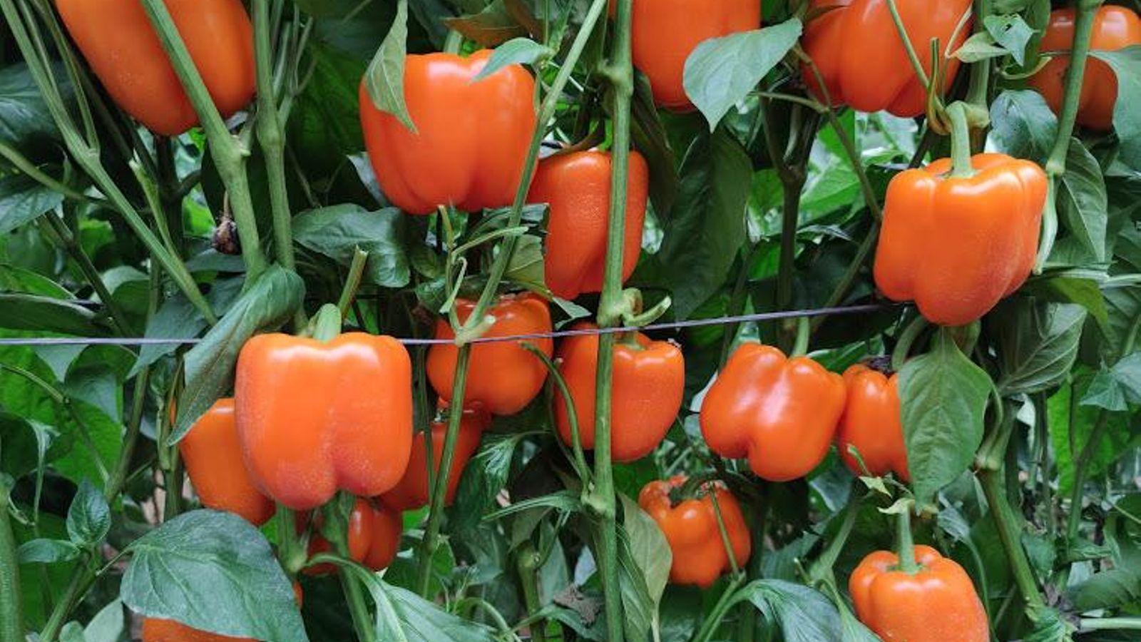 Pimiento Naranja Ambar.