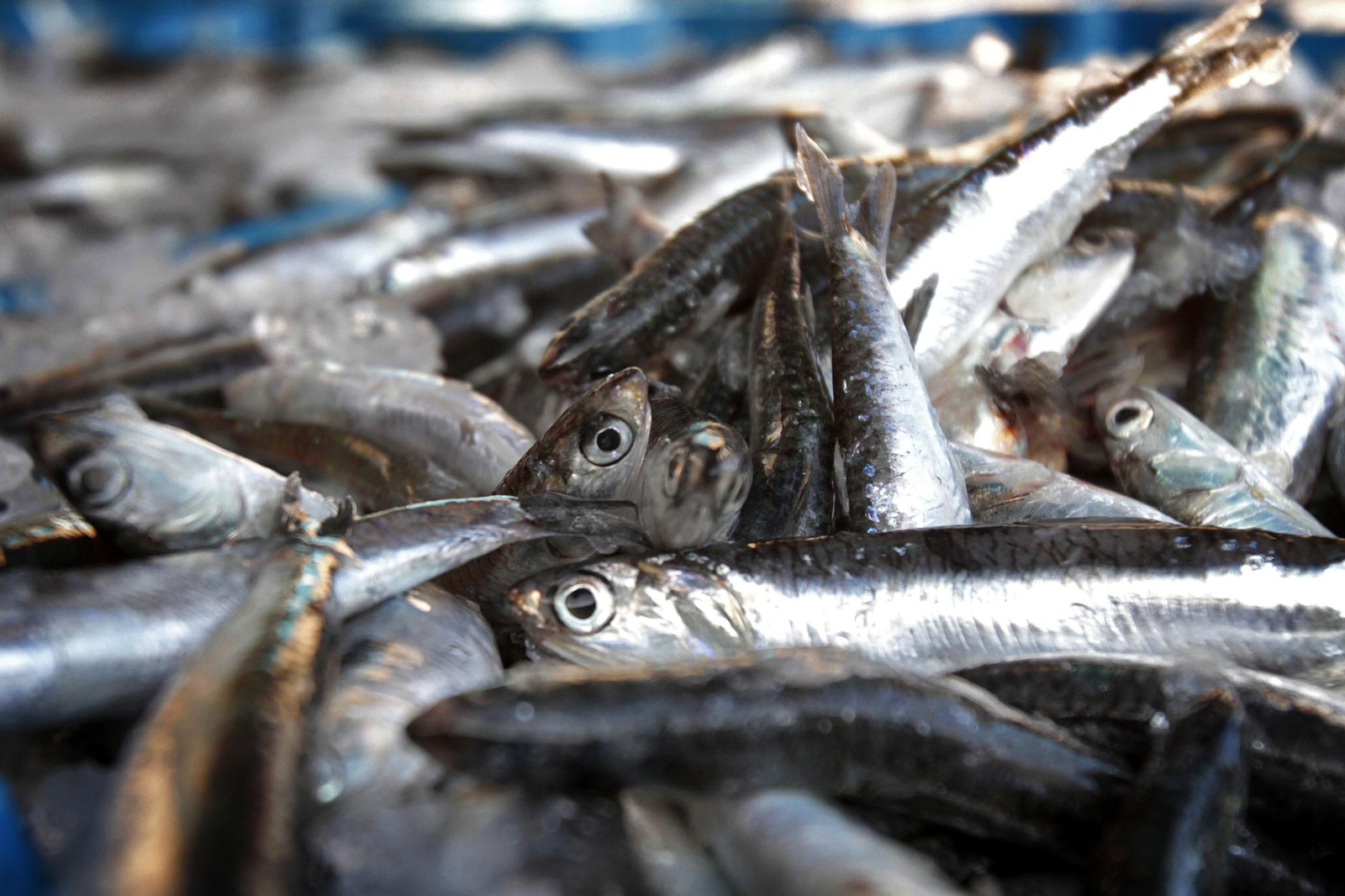 La pesca almeriense ha sido protagonista del estudio.