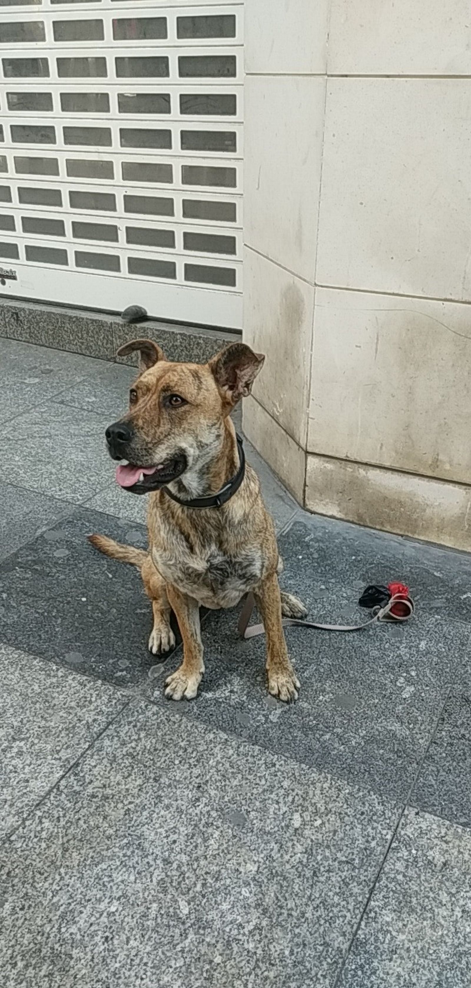 'Gorda' se sale entre otros 24 'perritos calientes'