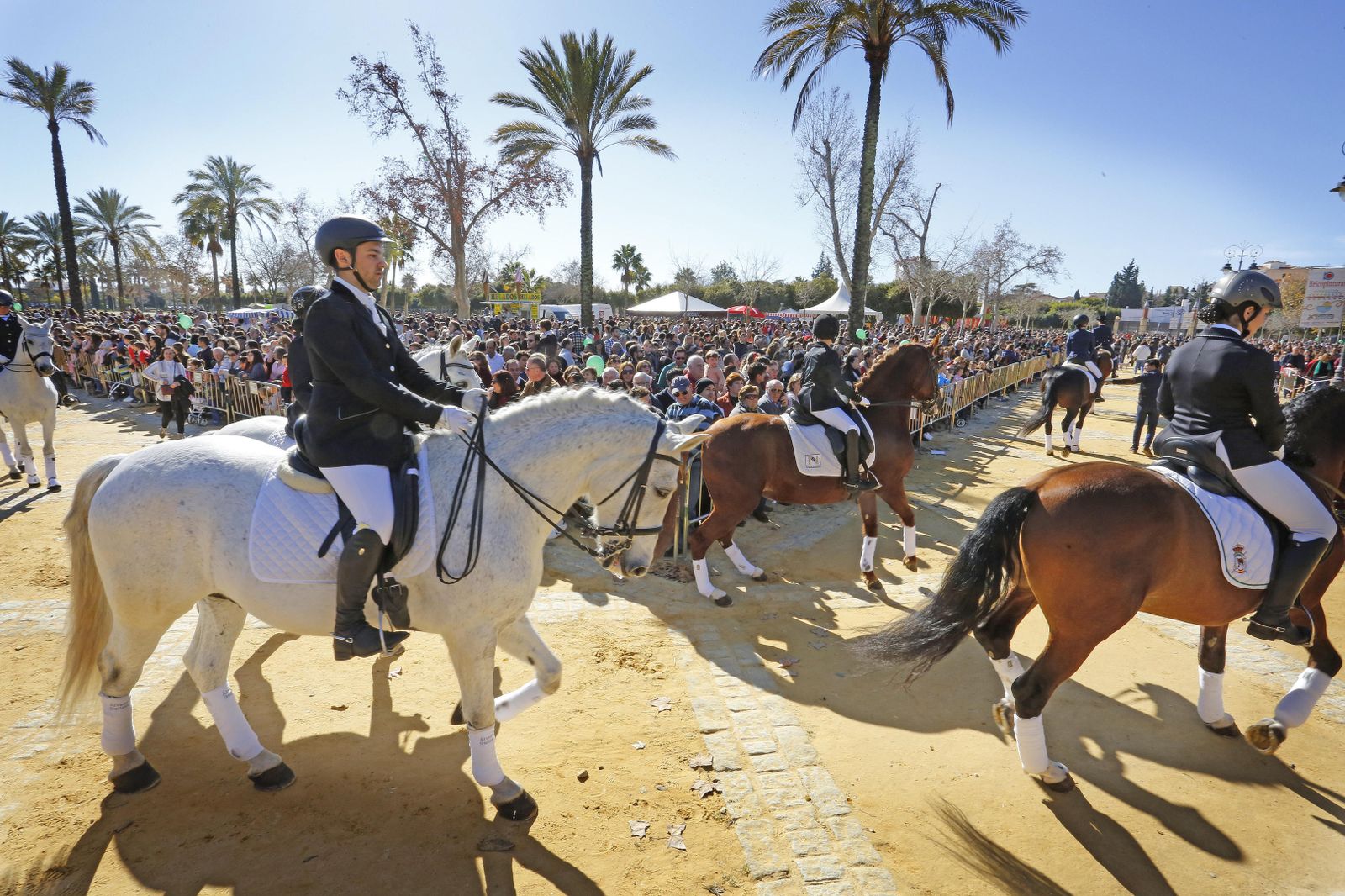 Las imágenes de la fiesta de San Antón