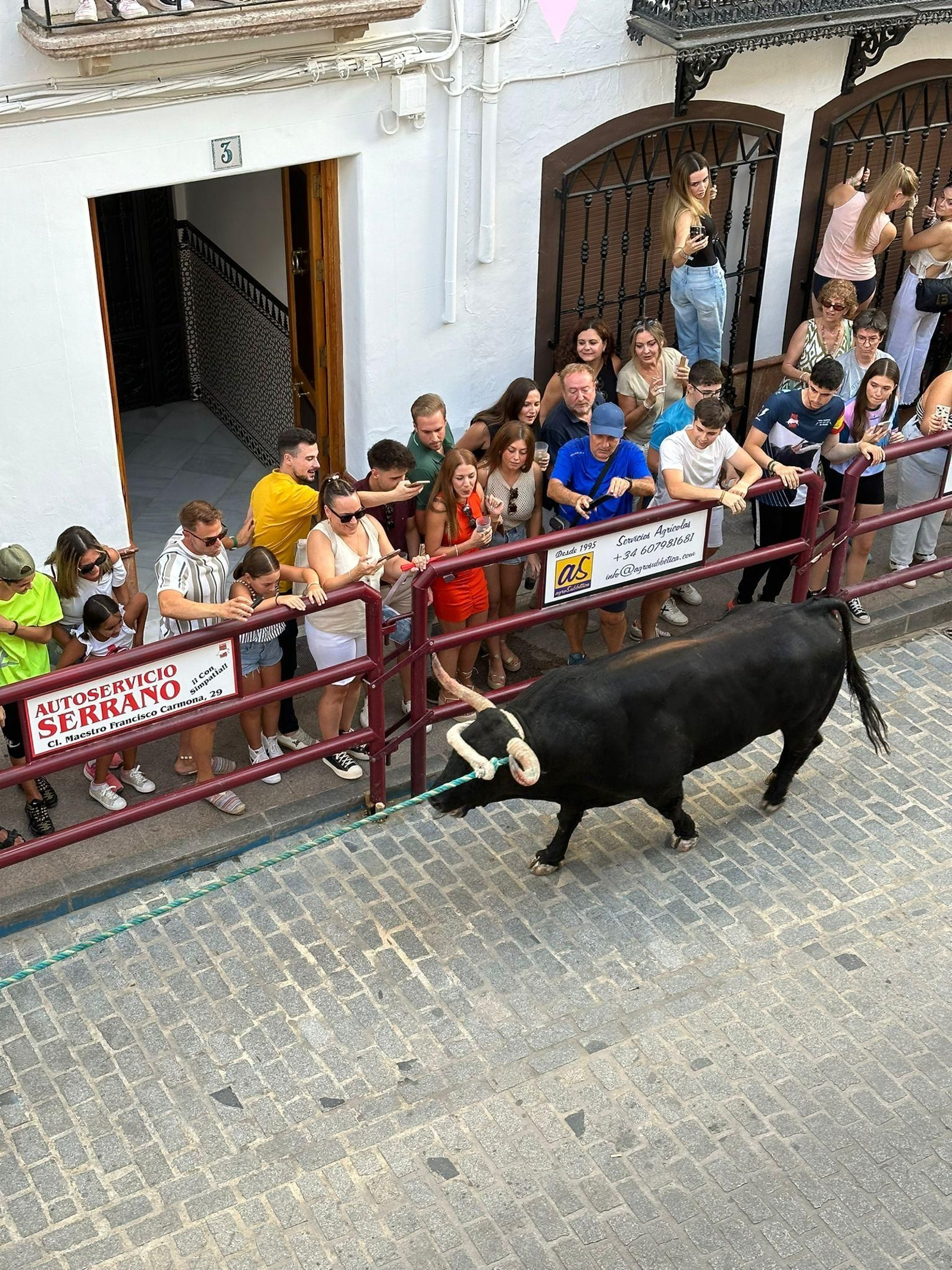 Las fotos del toro de cuerda de Carcabuey