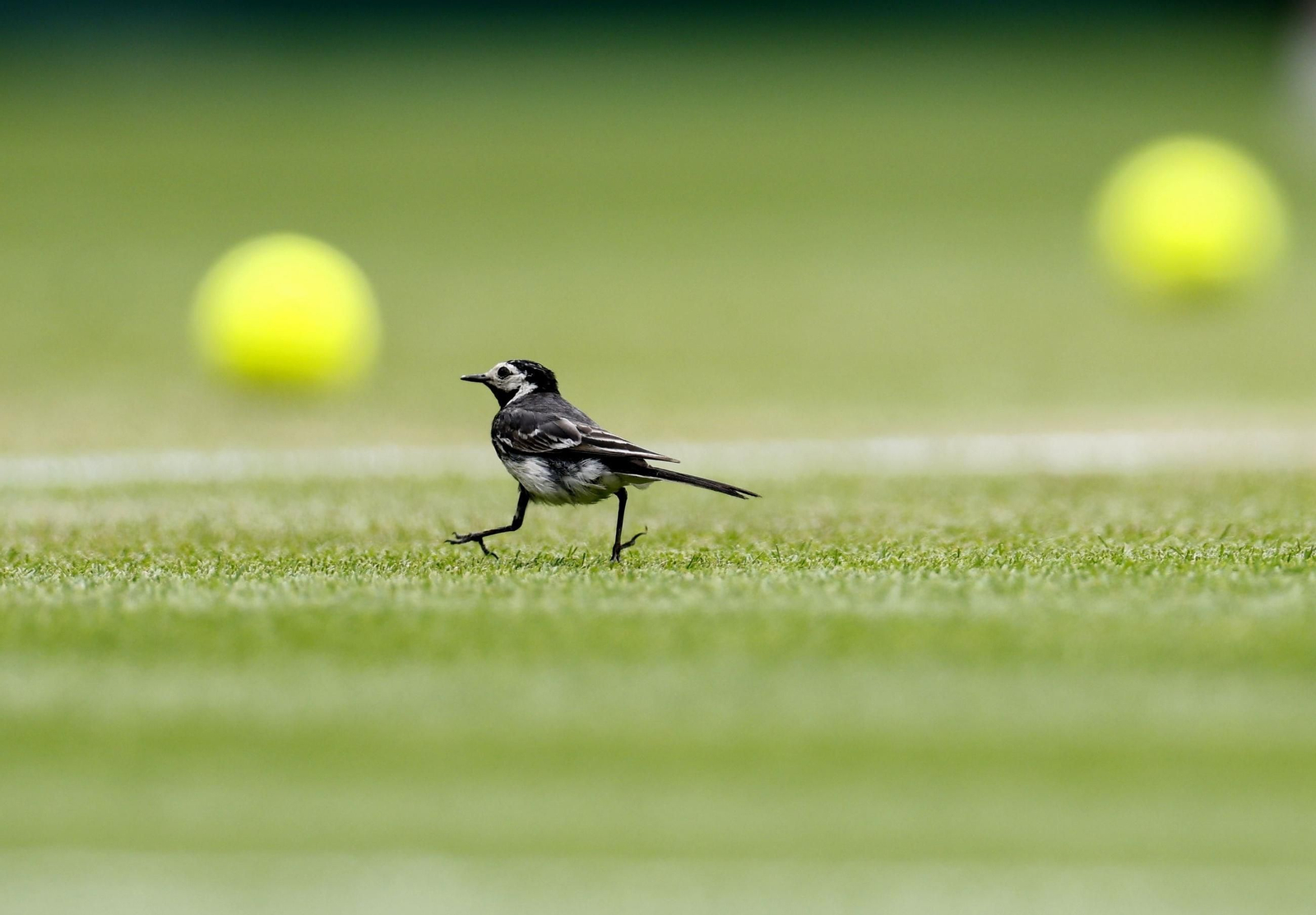 Las fotos del triunfo de Alcaraz en octavos y el resto de la jornada de Wimbledon