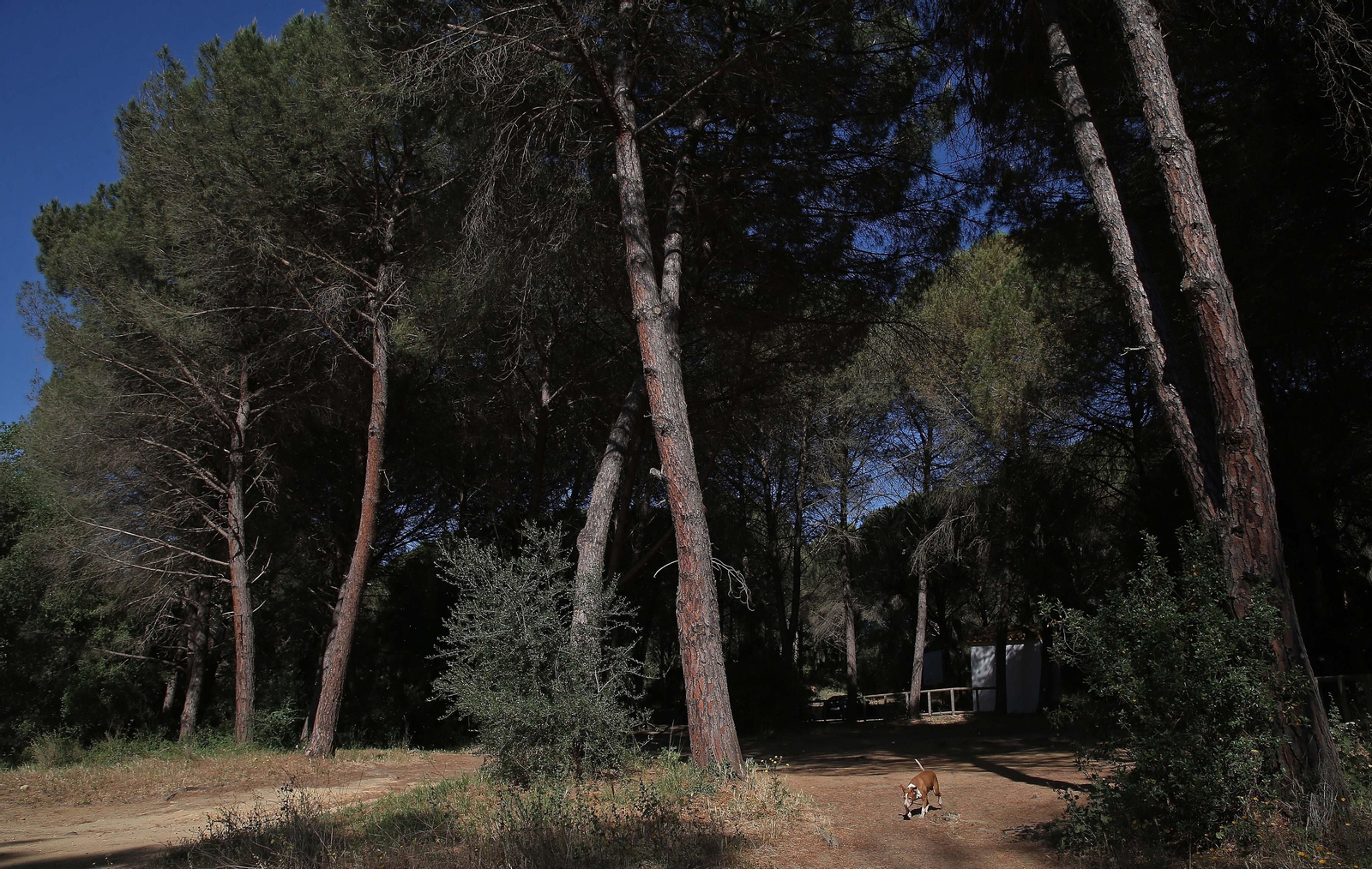 El Pinar del Rey de San Roque, en imágenes