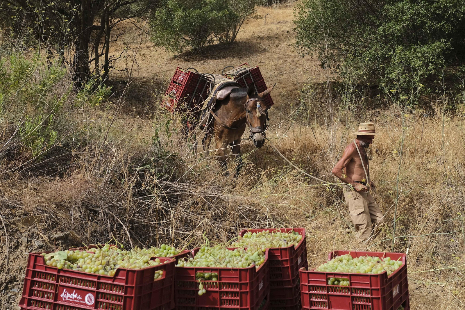 La vendimia de la Axarquía, en fotos