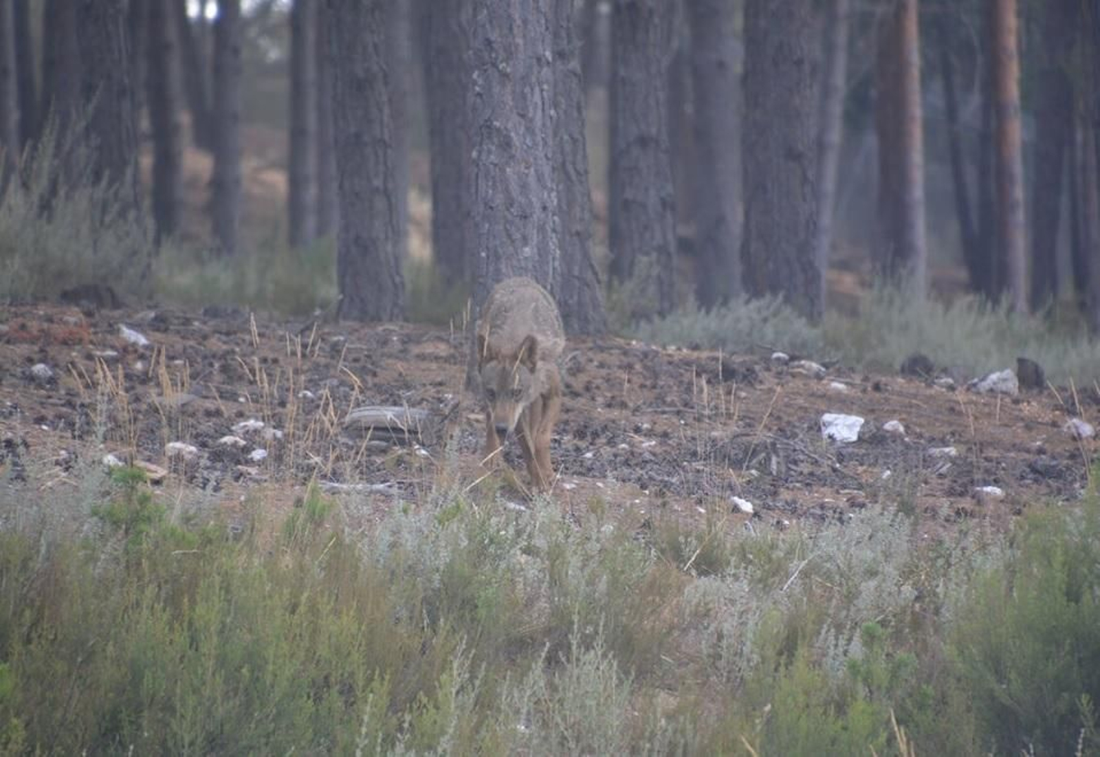 Un lobo  ibérico, en una imagen difundida por el programa Life.