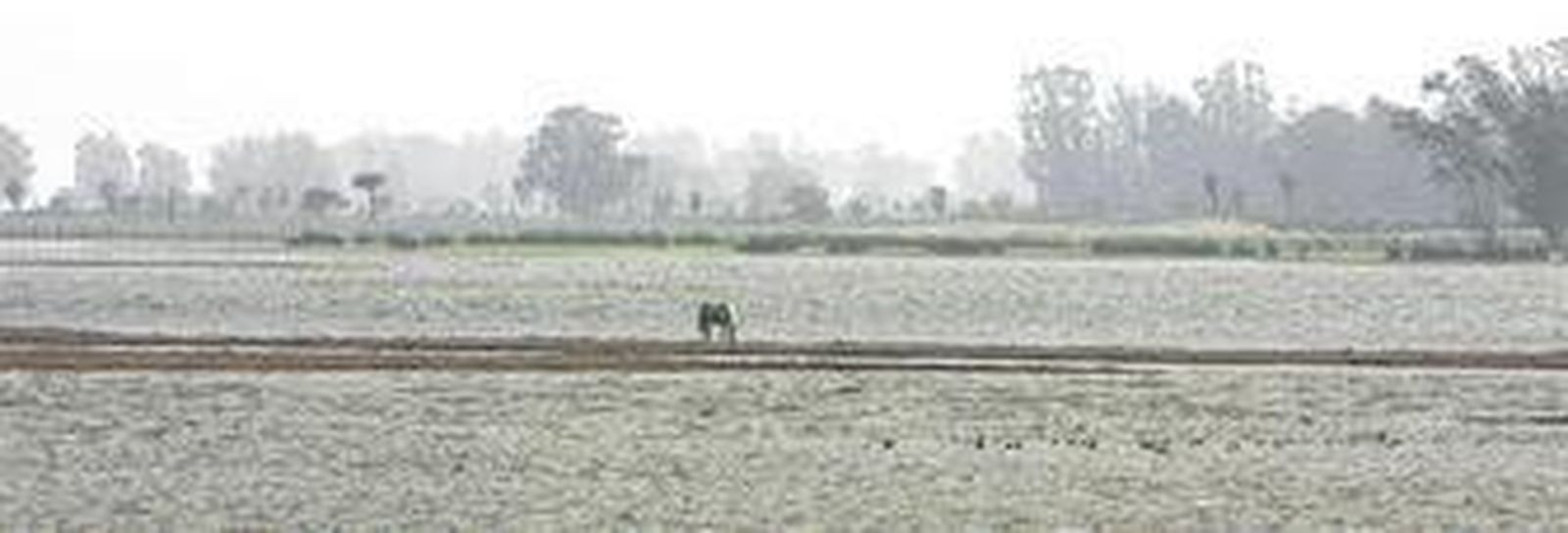 Un caballo salvaje en el arroyo de las Rocianas el pasado invierno, en el espacio natural de Doñana.