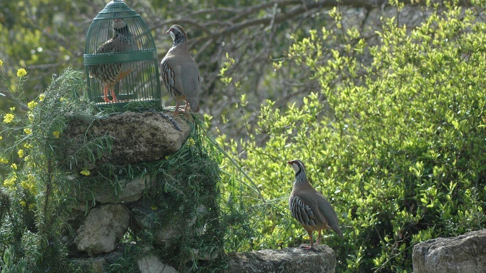 Perdices enjauladas.