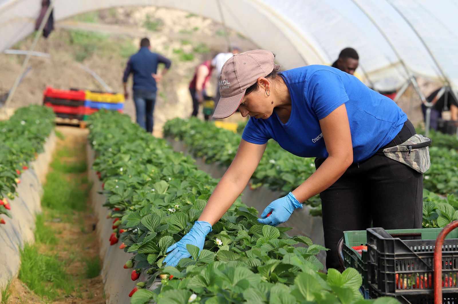 Imágenes de la realidad del trabajo en el campo
