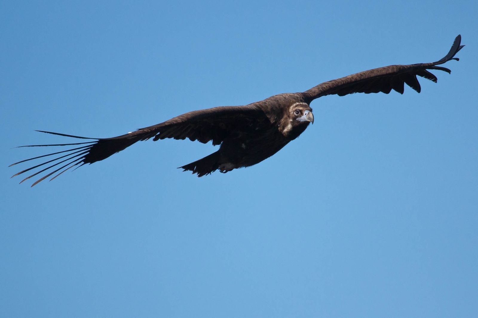 Un buitre negro en pleno vuelo