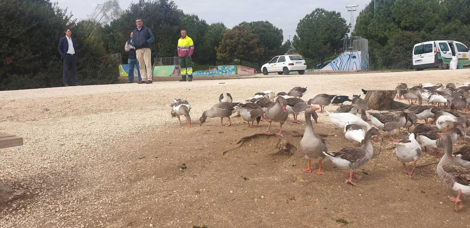 Patos comiendo en el Parque Tamarguillo estos días.