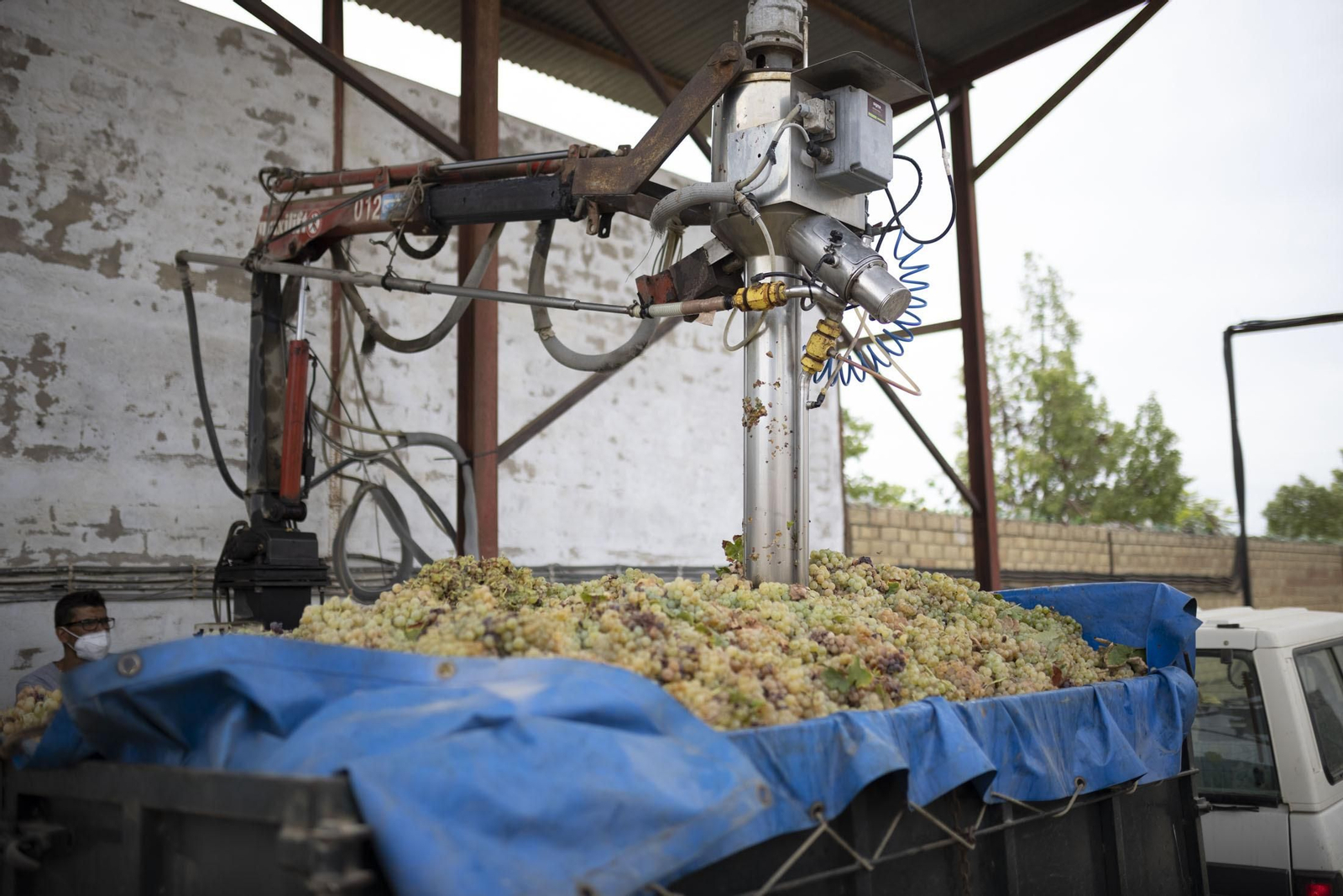 Imágenes de la vendimia en el Condado de Huelva
