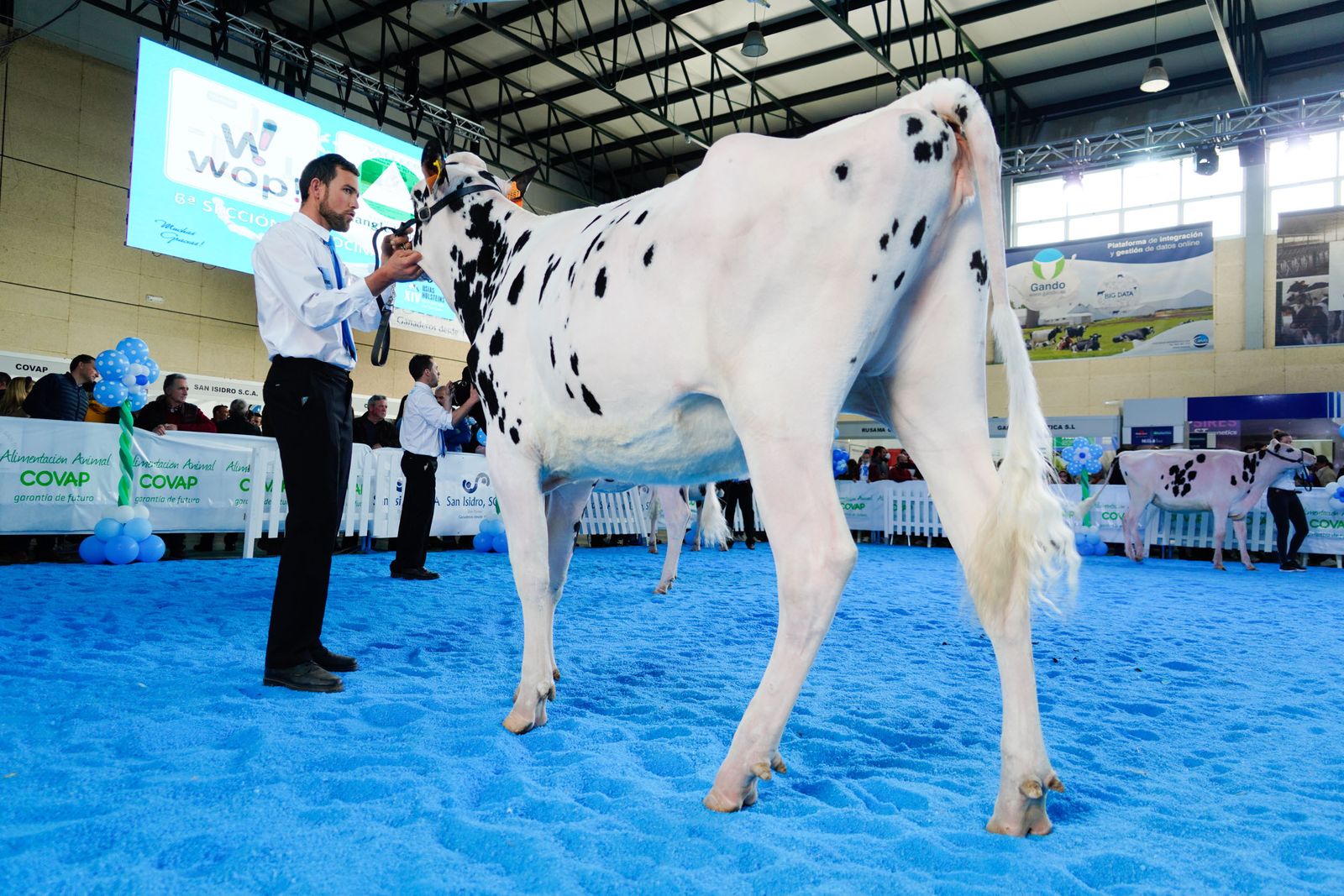 La Feria de Ganado Frisón Usías Holsteins de Dos Torres, en fotografías