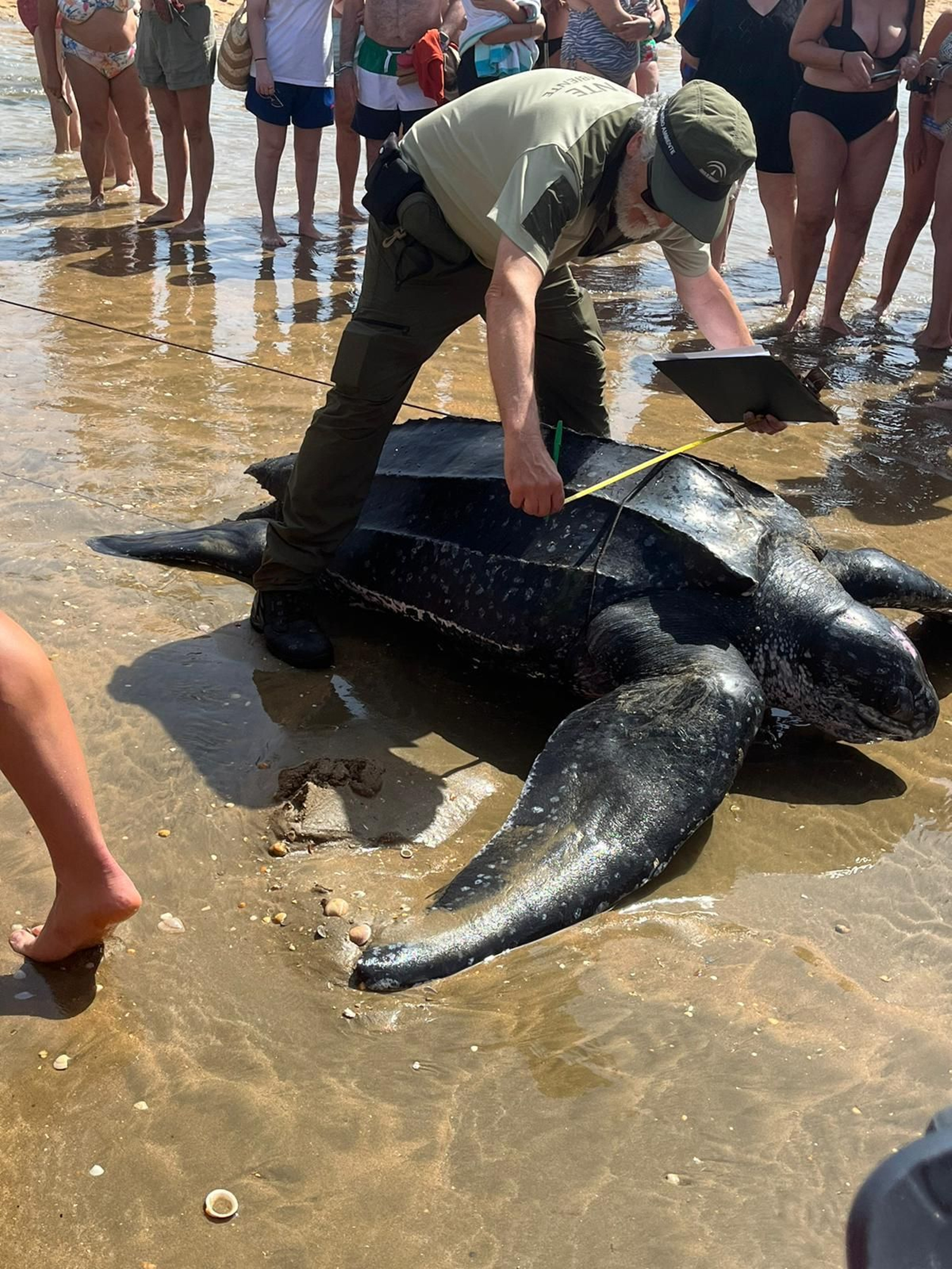 La tortuga durante el momento de medicción por los agentes de Medio Ambiente de la Junta de Andalucía.