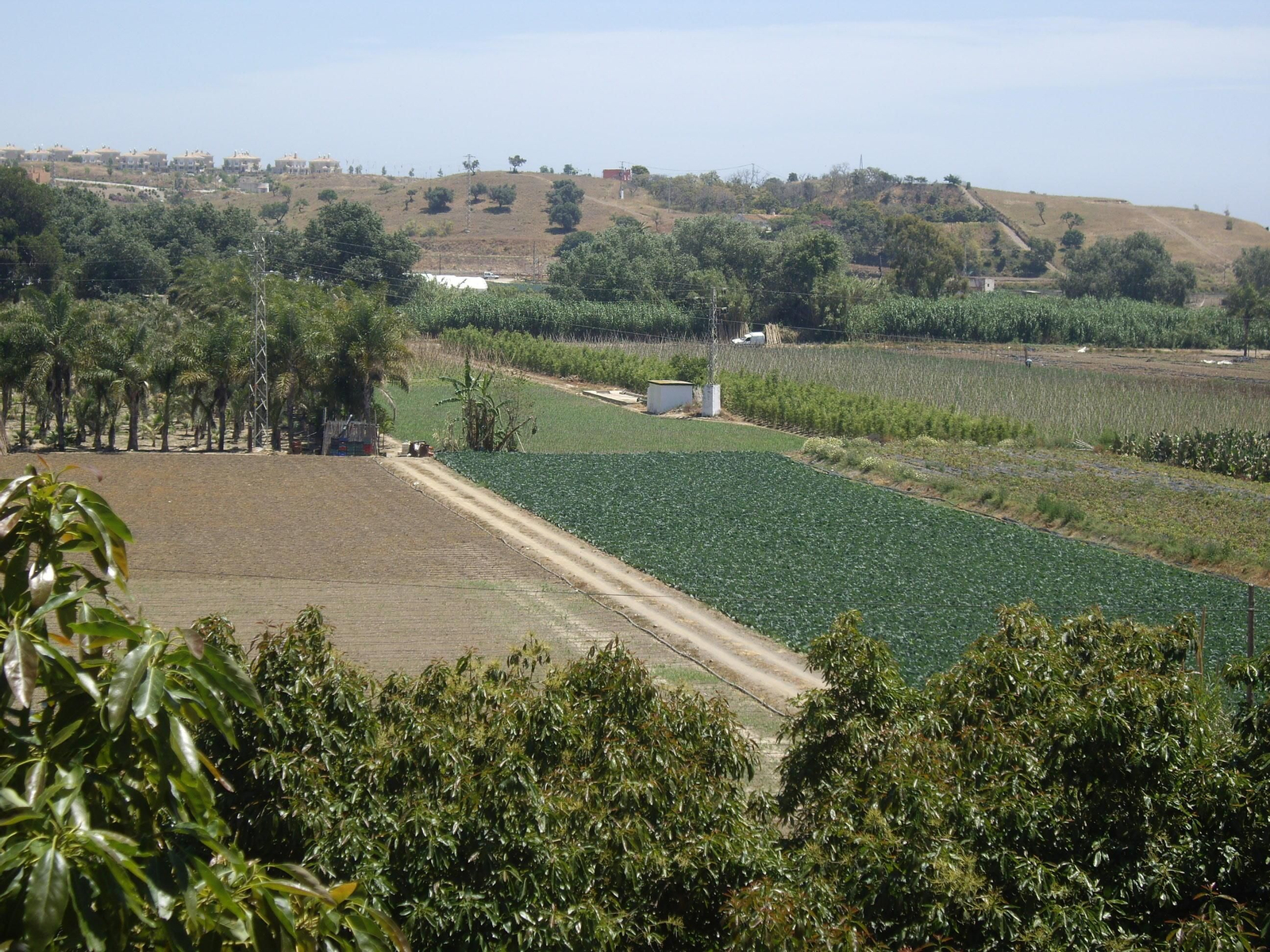 Campos de regadío de la Axarquía.