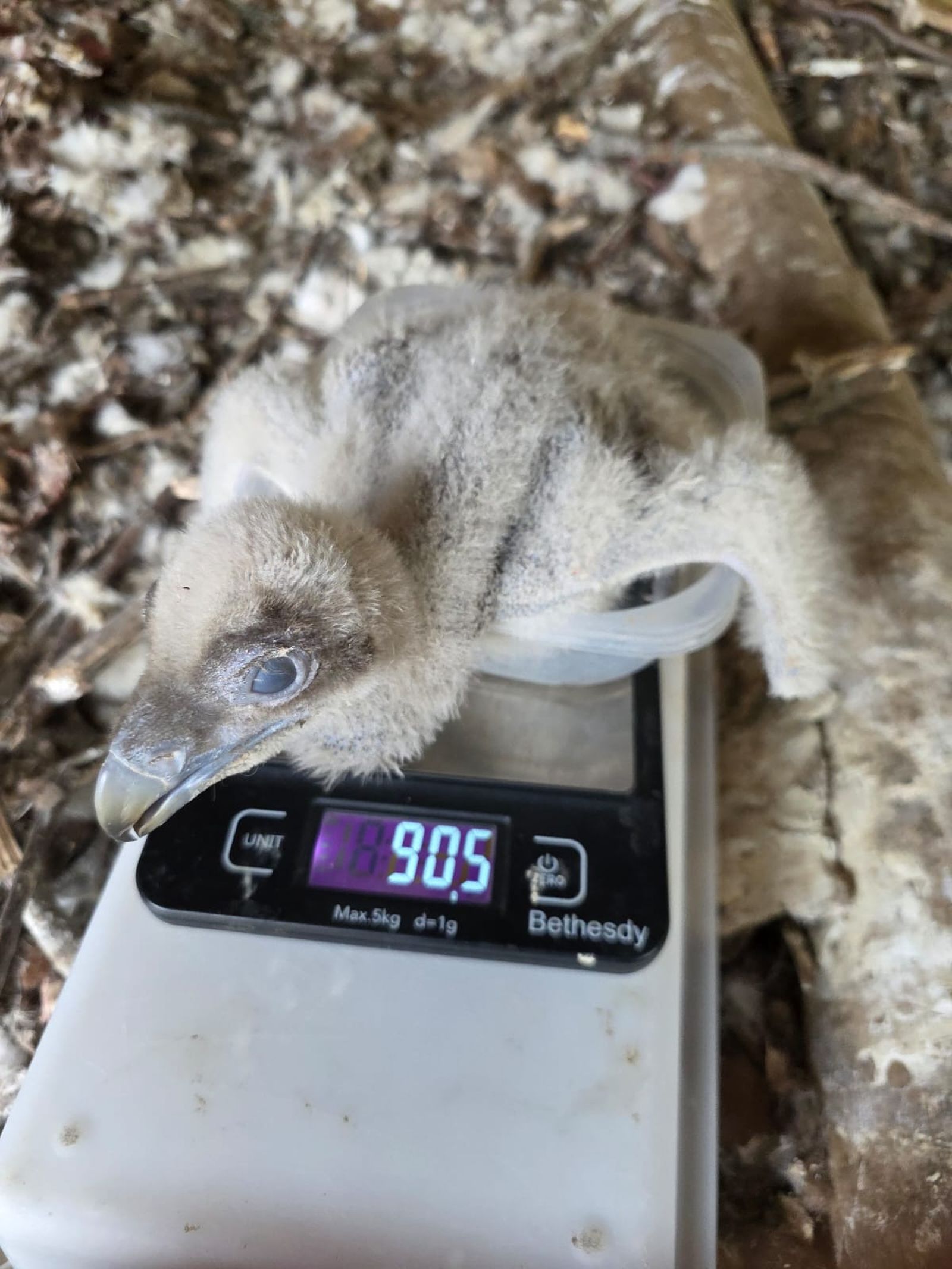 Cría de quebrantahuesos.