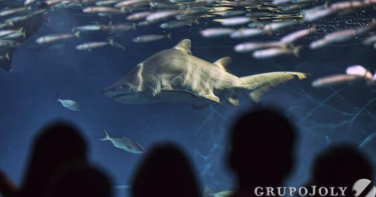 Las imágenes de la inauguración del Acuario de Sevilla