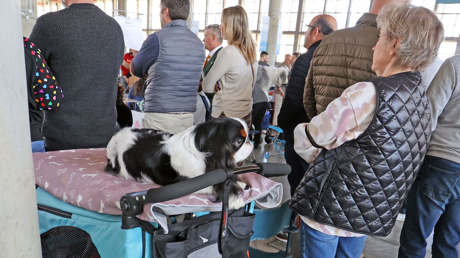 Imágenes de la 49ª edición de la Exposición Nacional Canina y la 25ª edición de la Exposición Internacional Canina en IFECA Jerez