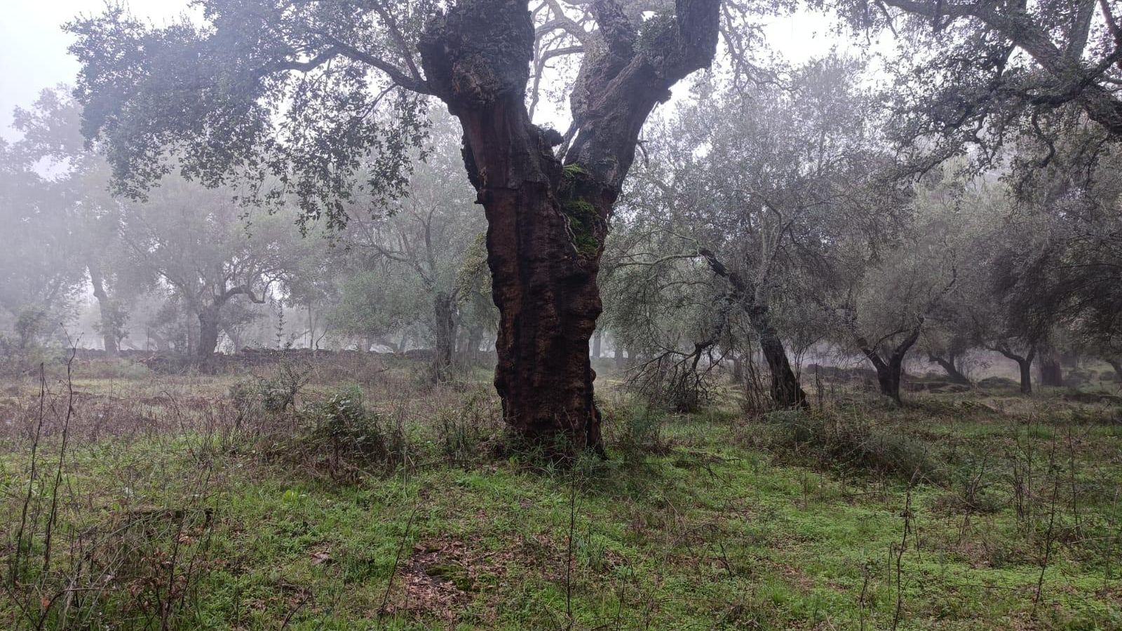 Un impresionante alcornoque. Los primeros kilómetros atraviesan un paisaje precioso.