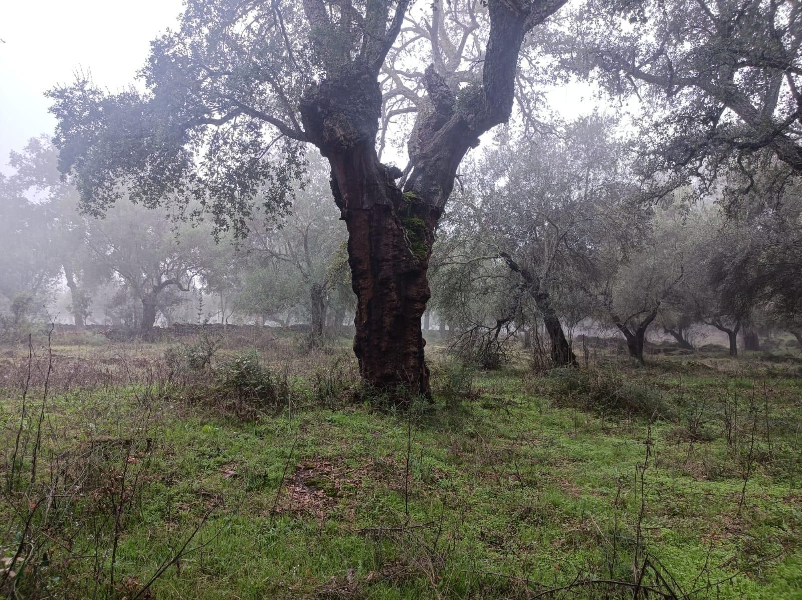 Un impresionante alcornoque. Los primeros kilómetros atraviesan un paisaje precioso.